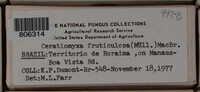 Ceratiomyxa fruticulosa var. fruticulosa image